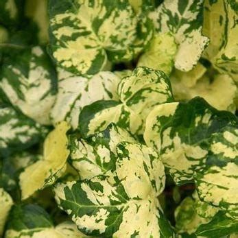 midas touch jewelry|Hedera helix 'Midas Touch' Ivy 'Golden Kolibri' Care Plant.